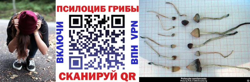 Псилоцибиновые грибы Psilocybine cubensis  Купить где  Славгород 